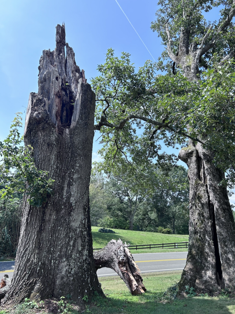 Emergency Tree Services